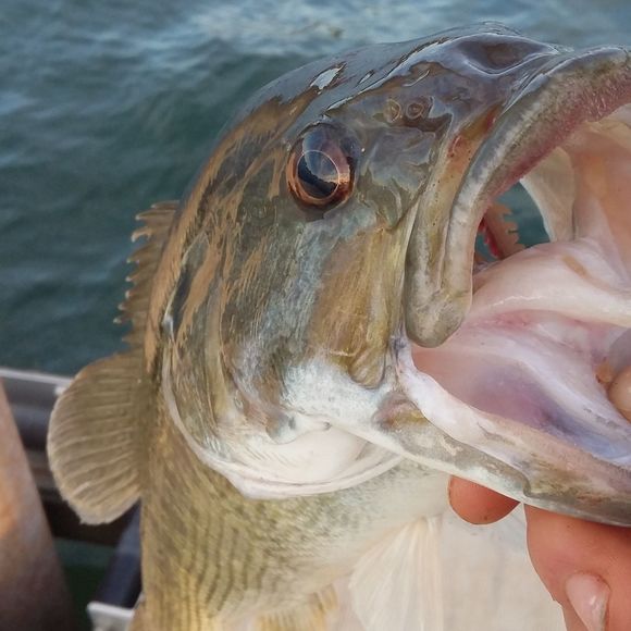 Meet your Posher, Jordan - Picture 1 of 1